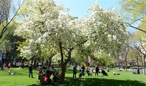 玉合公園怎麼樣 可不可以聊聊園中的花木呢